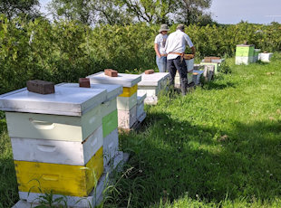 Farm tour activity honeybees