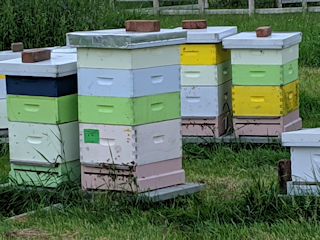 View of a CHF Apairy 2019