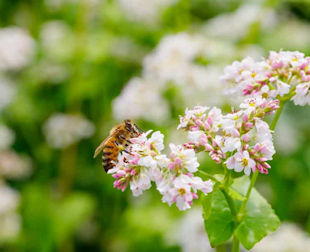 Buckwheat Blossom with a honeybee