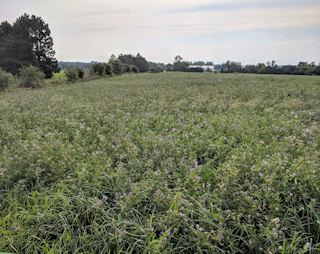 Hay Fields in bloom