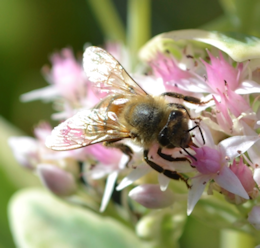 Bee on flower front view closeup
