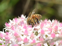 Bee with her head in a flower