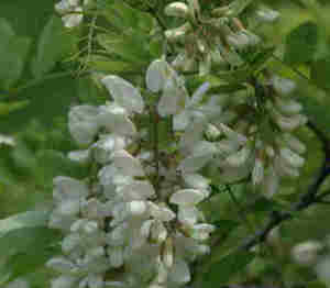Black Locust Bloom 
