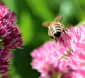 White Clover in bloom
