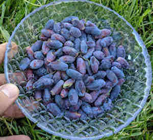 A yummy bowl of honeyberry