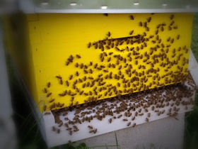 Honeybees washboarding hive entrance