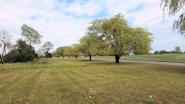 Stand of mature willows